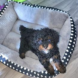 Toy Poodle Girls Available - Phantom and Apricot Colors in Pittsburgh, pa