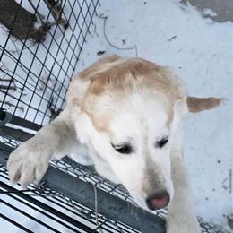 Siberian Husky Female for Adoption in Oscoda, mi