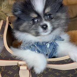 Beautiful AKC Pomeranian Pup Available in North Chicago, il