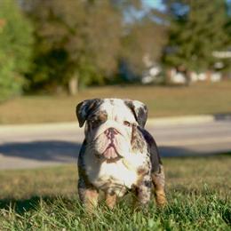 Merle Female Puppy - 16 Weeks Old, UTD on Vaccinations in Columbus, oh