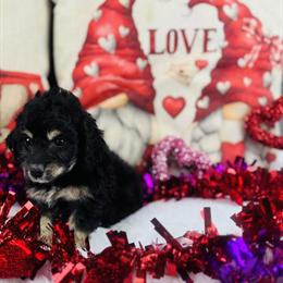 Toy Cockapoo Puppies Available in Morrow, oh