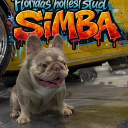 Fluffy French Bulldog Stud Available in Vero Beach, fl