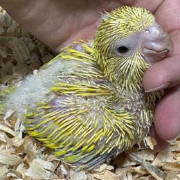 Quaker Parrots Available Soon! in Hobe Sound, fl