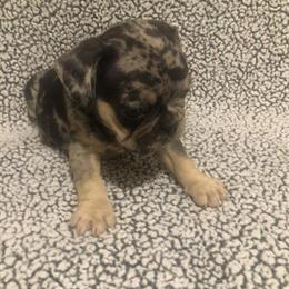 Male French Bulldog with Merle Looking for a Loving Home in Columbia, sc