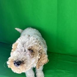 Poodle Companion - AKC Standard Poodles Ready for Pickup on Christmas Day in Savannah, ga