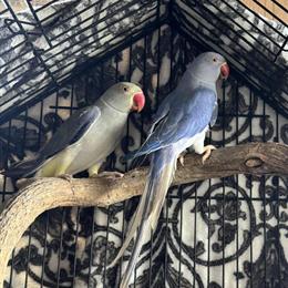 Turquoise Violet Cleartail Male Indian Ringneck for Sale in Panama City, fl