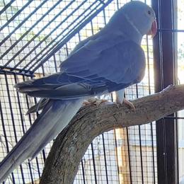 Violet Cleartail Pair of Birds for Sale in Panama City, fl