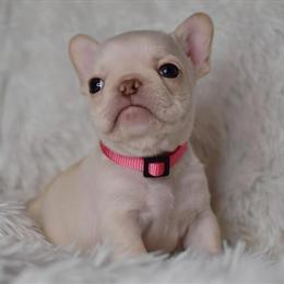 AKC Cream Female French Bulldog Ready for Forever Home in Madison, nc