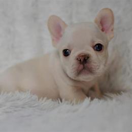 AKC French Bulldog Ready for Forever Home in Madison, nc