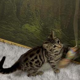 Exotic Savannah Kittens - 3 Girls Available in Miami, fl