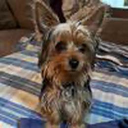 Male Yorkshire Terrier Available for Stud Service in Palm Coast, fl