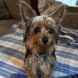 Male Yorkshire Terrier Stud Available in Palm Coast, fl
