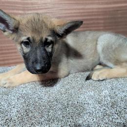 Sable Male Puppy Available for Adoption in Manchester, ia
