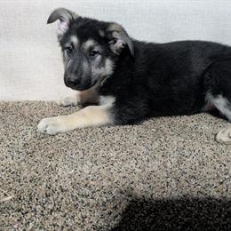 Sable Puppy - Black & Cream Male Looking for Forever Home in Manchester, ia