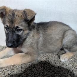 Sable Female Puppy Available for Adoption in Manchester, ia