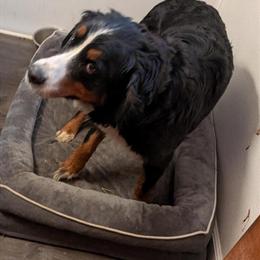 Bernese Mountain Dog Female Available for Companionship in Standish, mi