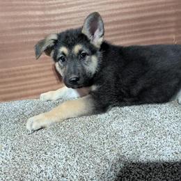 Black & Tan Female Puppy with Pink/Orange Collar in Manchester, ia