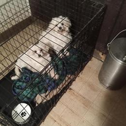 Female Toy Poodle, 1 Year Old, 5 Pounds in Saratoga Springs, ny