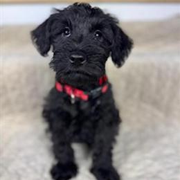 Schnauzer Puppies Ready for New Homes in San Bernardino, ca