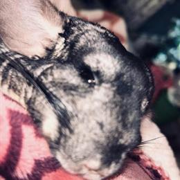 Bonded Female Chinchillas for Adoption in Mason, mi