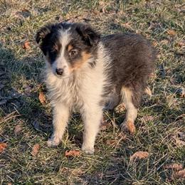Shetland Sheepdog Puppy Available in Standish, mi
