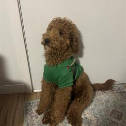 Standard Goldendoodle Looking for a New Home in Boston, ma