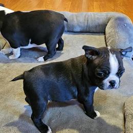 Boston Terrier Puppies Ready for New Homes in Dalton, ga