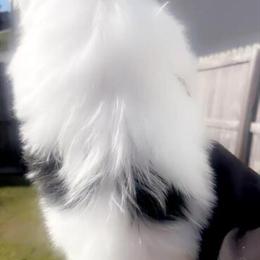 Unique Male Yorkshire Terrier Puppy Available in Clifton Park, ny