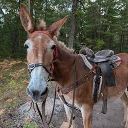 Mule for Trail Riding in Standish, mi