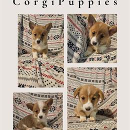 Corgi Puppies Ready for New Homes in Monticello, in