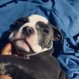 American Bully Puppies - 14 Weeks Old with Health Certificate in Randolph, ma