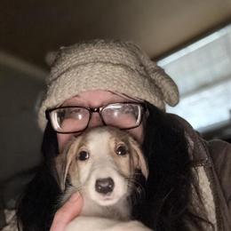 Collie Puppy Waiting for Adoption in Aurora, in