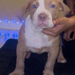 American Bully Male Puppy for Sale in Dallas, tx