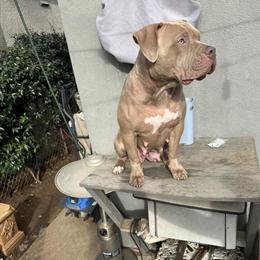 Staffordshire Bull Terrier Puppies Available in Oceanside, ca