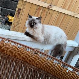 Himalayan Cat for Rehoming - 1 Year Old in Columbus, oh