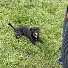 Pomchi for $50 - Energetic and Friendly in Wixom, mi