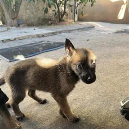 German Shepherd Puppy Looking for a Responsible Home in Los Angeles, ca
