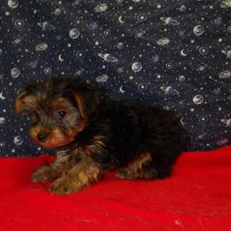 Female Yorkshire Terrier Puppy - Jade Available for Adoption in Paterson, nj