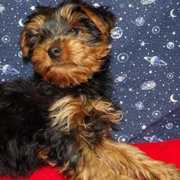 Yorkshire Terrier Puppy Jacob Available for Adoption in Paterson, nj