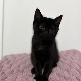 Russian Blue British Shorthair Kittens Available in Brooklyn, ny