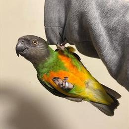 Male Senegal Parrot - 2 Years Old, Very Tame and Talkative in Brooklyn, ny