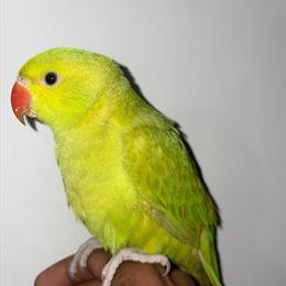 African Grey Male Talking Parrot for Sale - 3 Years Old in Brooklyn, ny