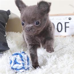 Blue Long-Haired Chihuahua Puppy Available for Adoption in Mount Vernon, oh