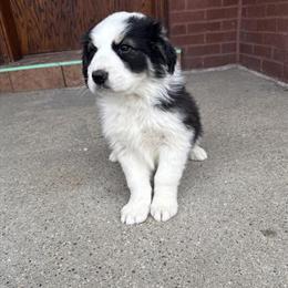 Border Collie Puppies Looking for Forever Homes in Cicero, il