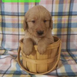 Golden Retriever Puppies Available - Born March 1st, 2026 in Wildwood, fl