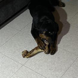 Rottweiler Puppies for Sale in Sandusky, oh