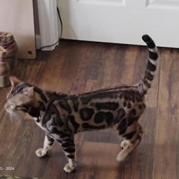 Bengal breeding male available in Lynchburg, va