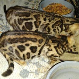 Bengal Kittens Seeking Loving Homes in Lynchburg, va