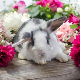Mini Holland Lops - Sweet and Social Bunnies in Fowlerville, mi