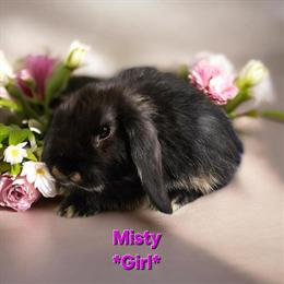 Holland Lop Bunnies with Blue Eyes Available in Fowlerville, mi